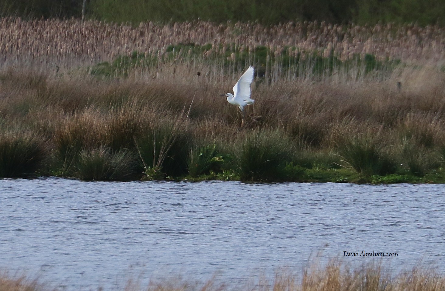 Little Egret 