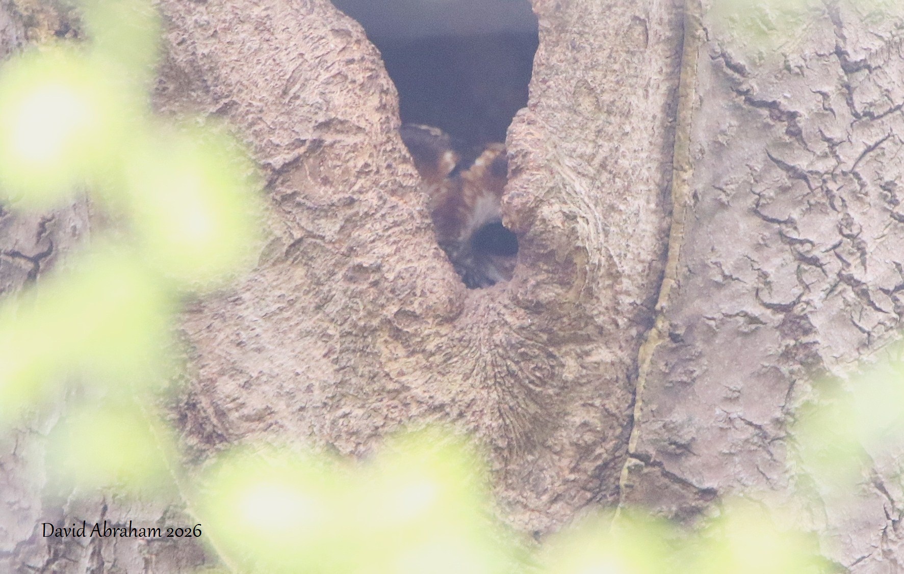 Tawny Owl 