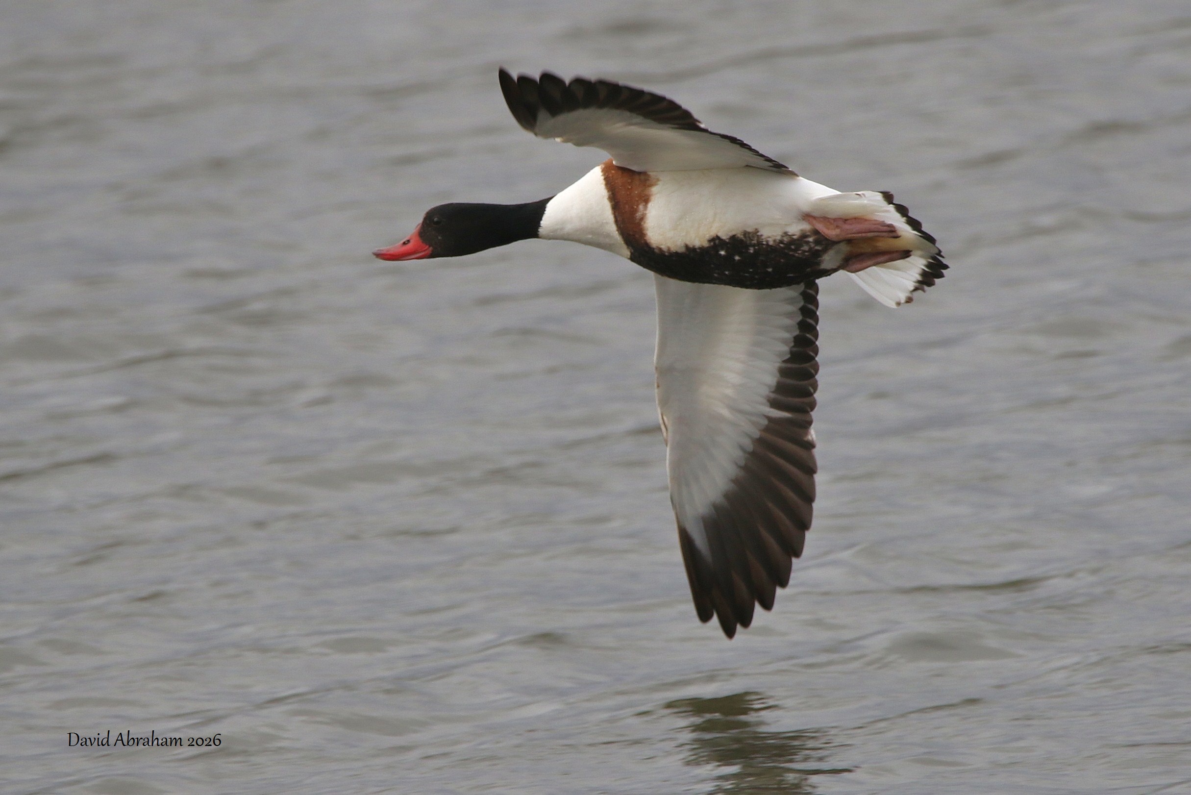 Shelduck 