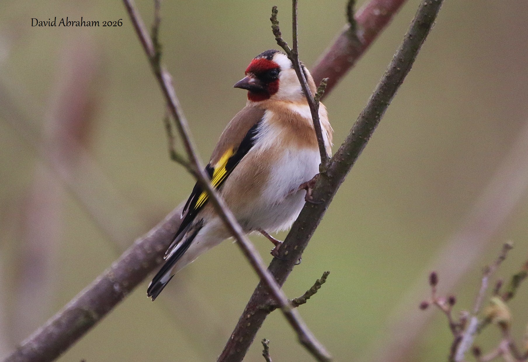 Goldfinch 