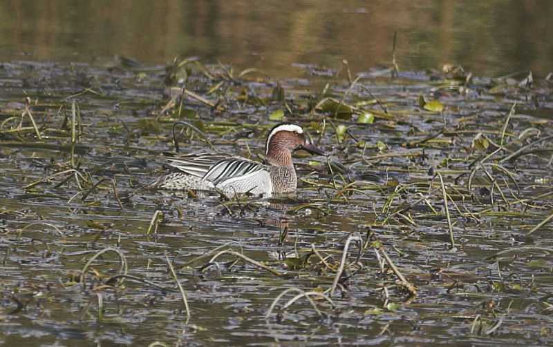 Garganey