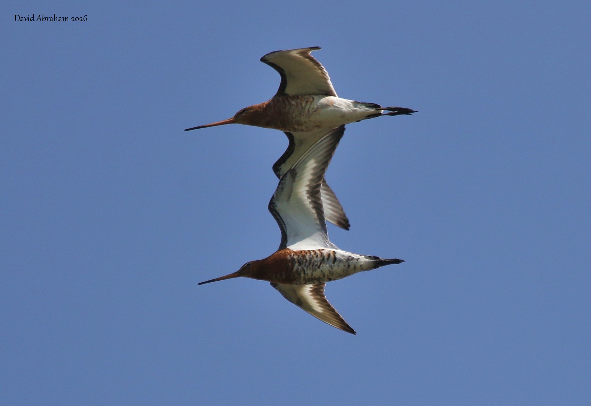 Black-tailed Godwit 