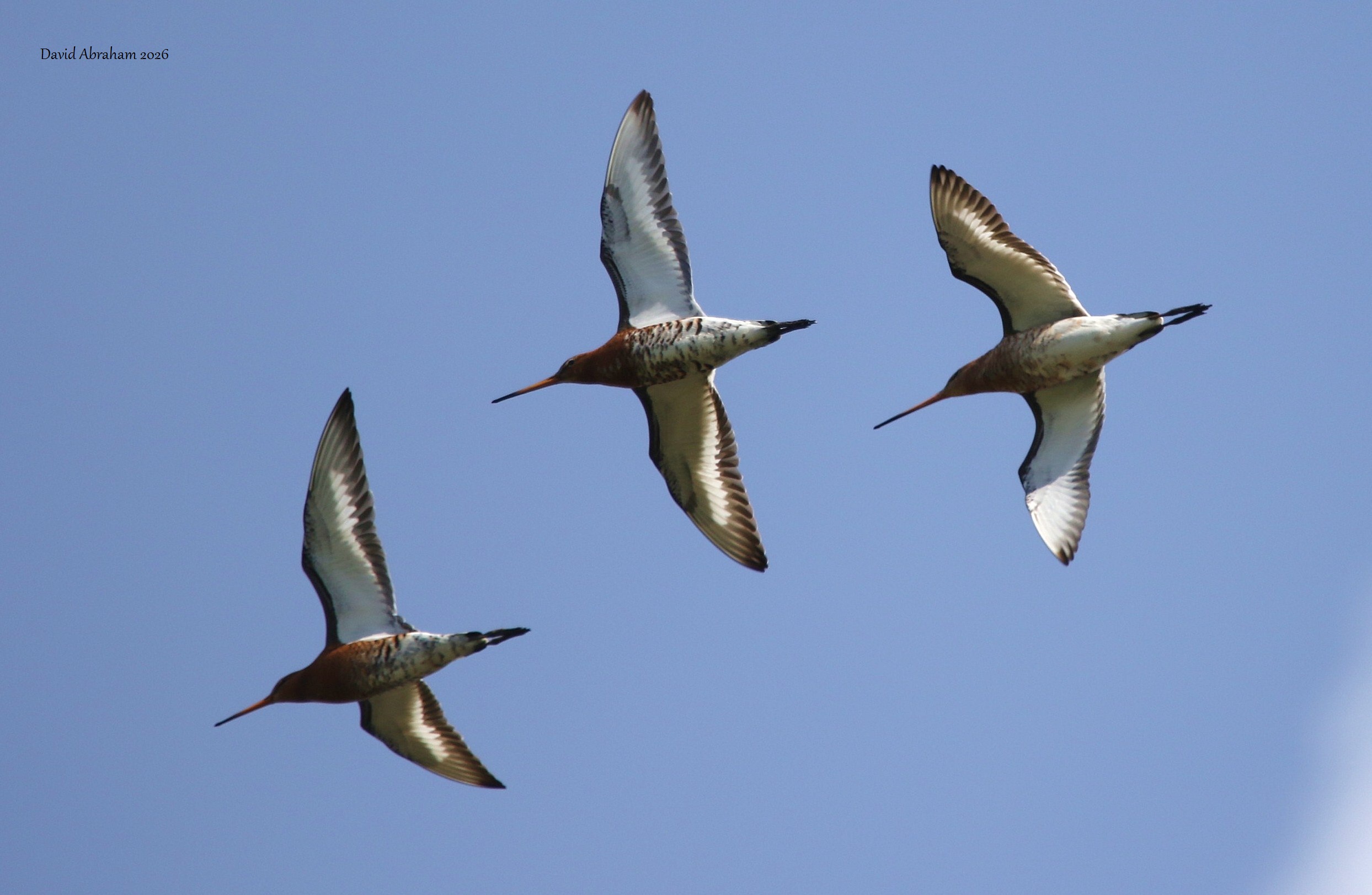 Black-tailed Godwit 