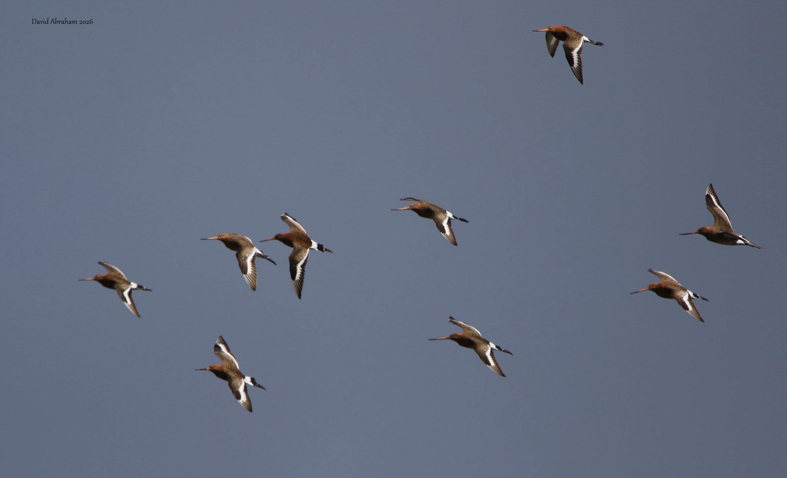 Black-tailed Godwit