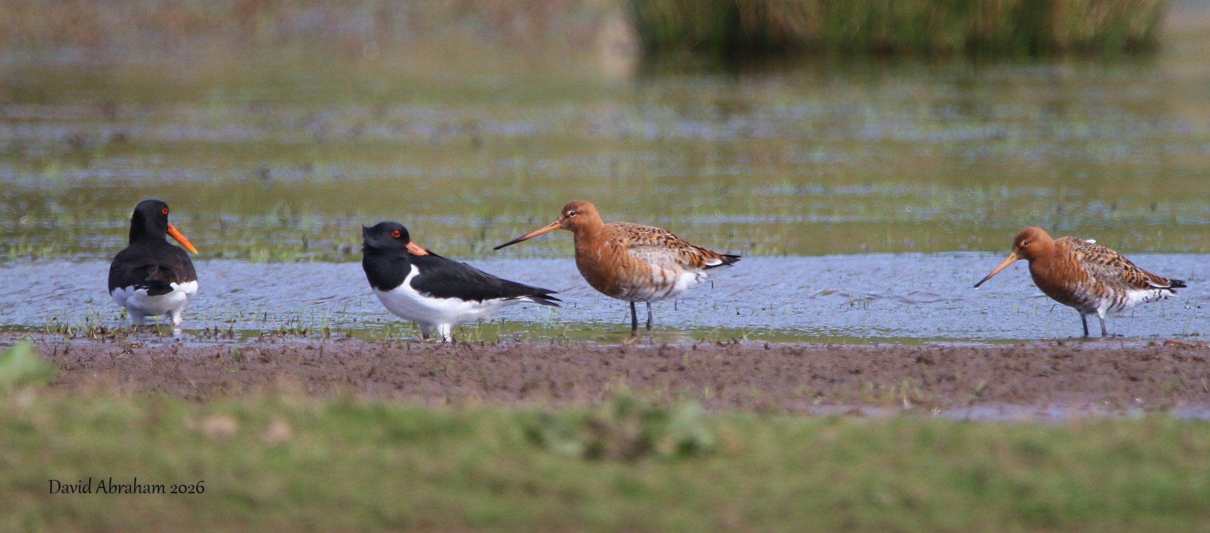 Black-tailed Godwit 