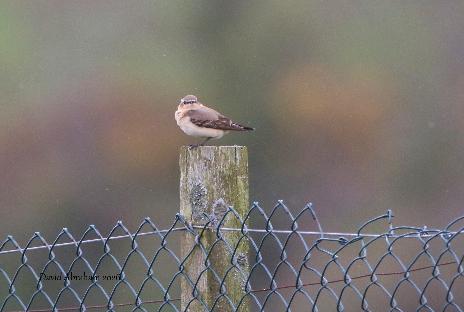 Wheatear 