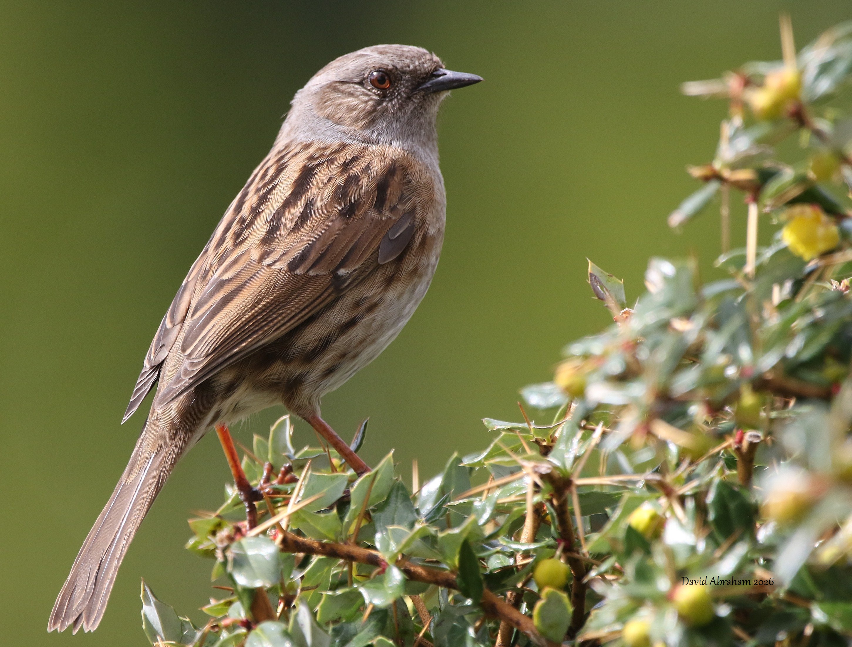 Dunnock 