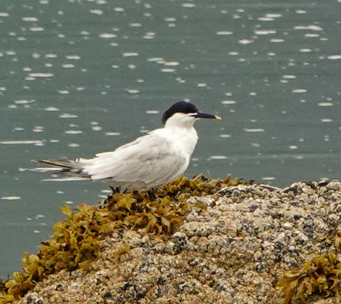 Sandwich Tern