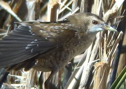 Little Crake