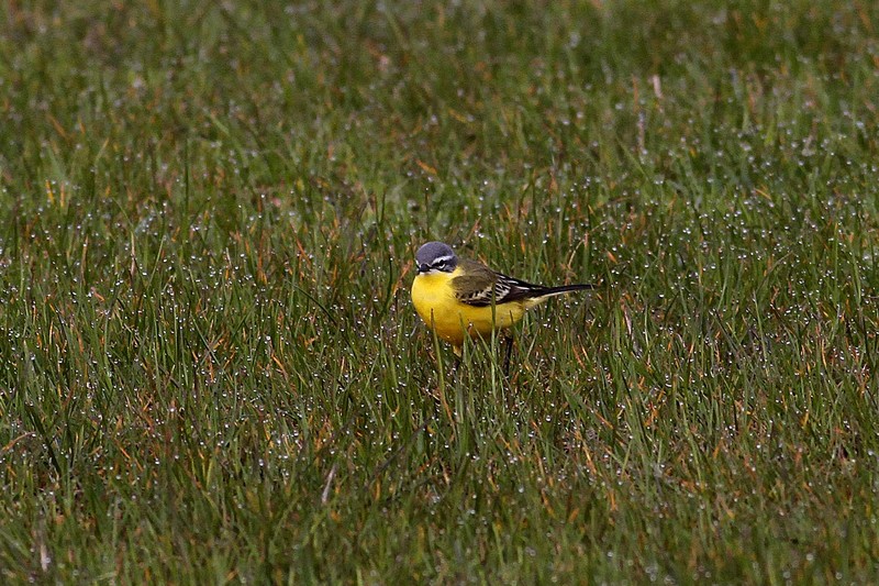 Blue-headed Wagtail