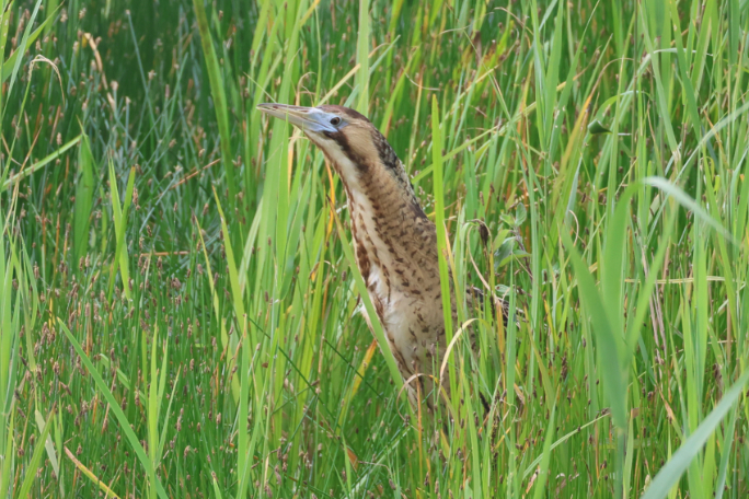 Bittern