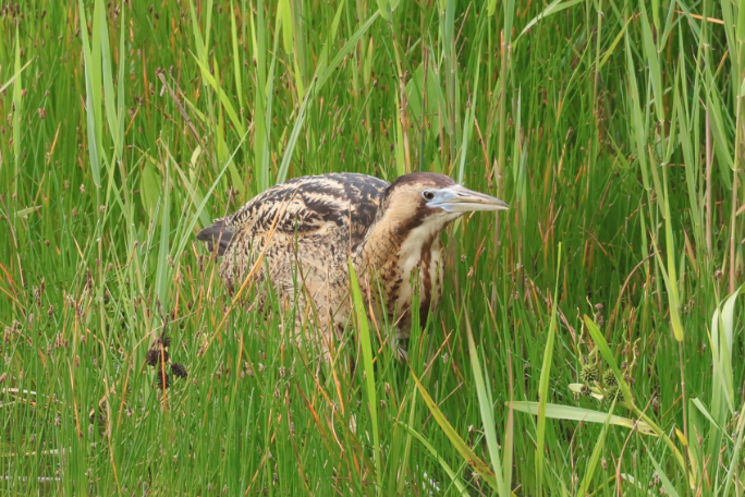 Bittern