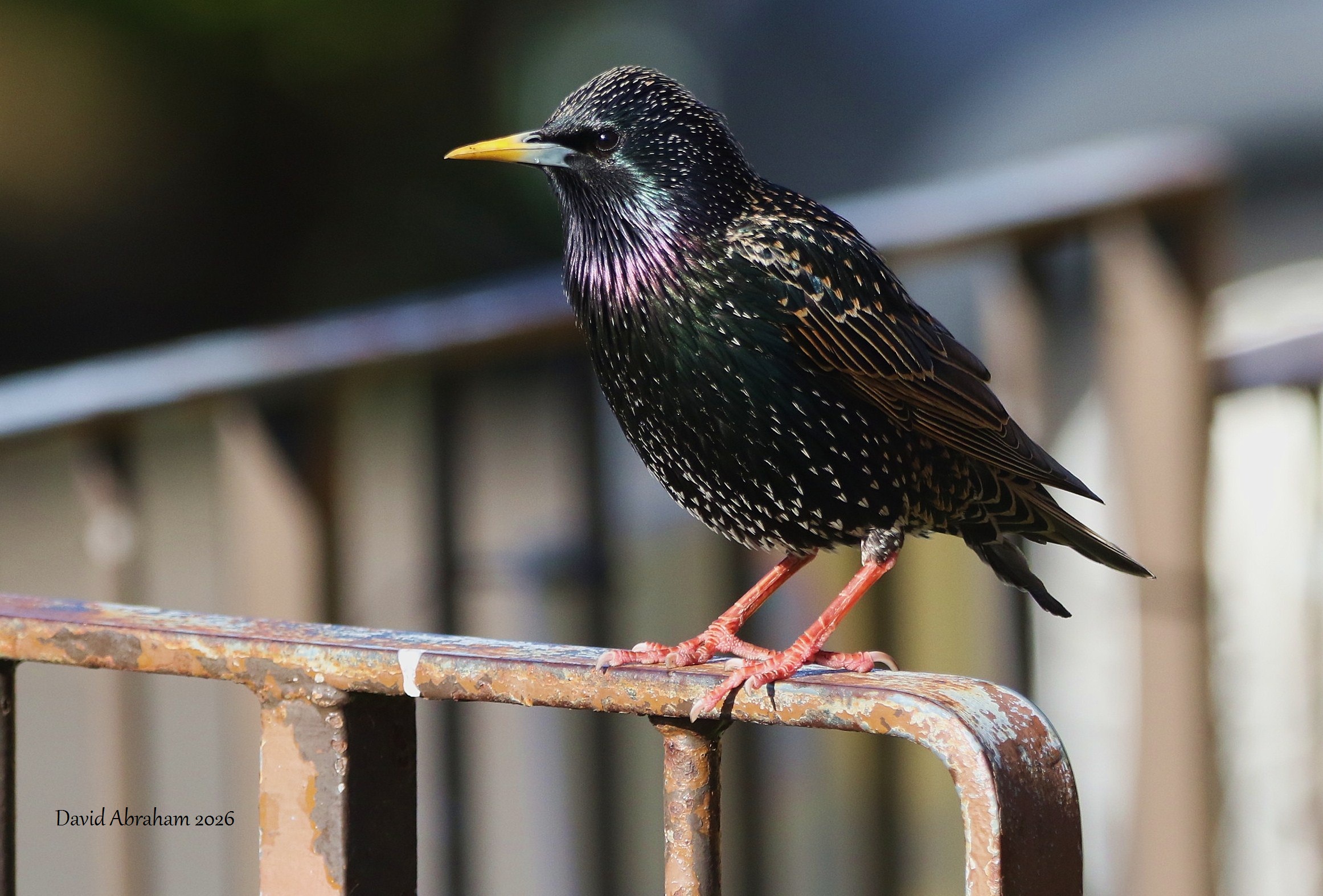Starling 