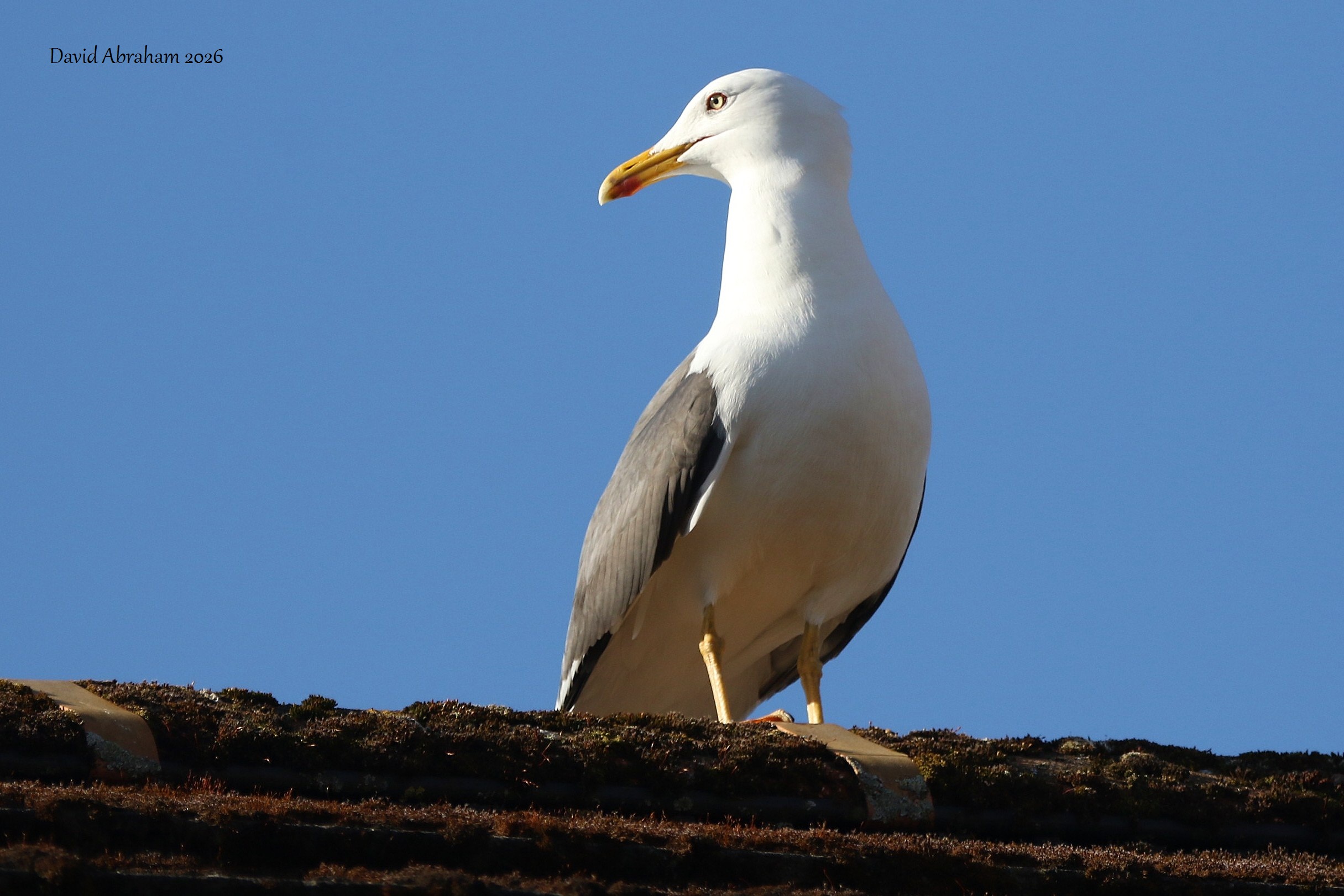 Lesser Black-backed Gull
