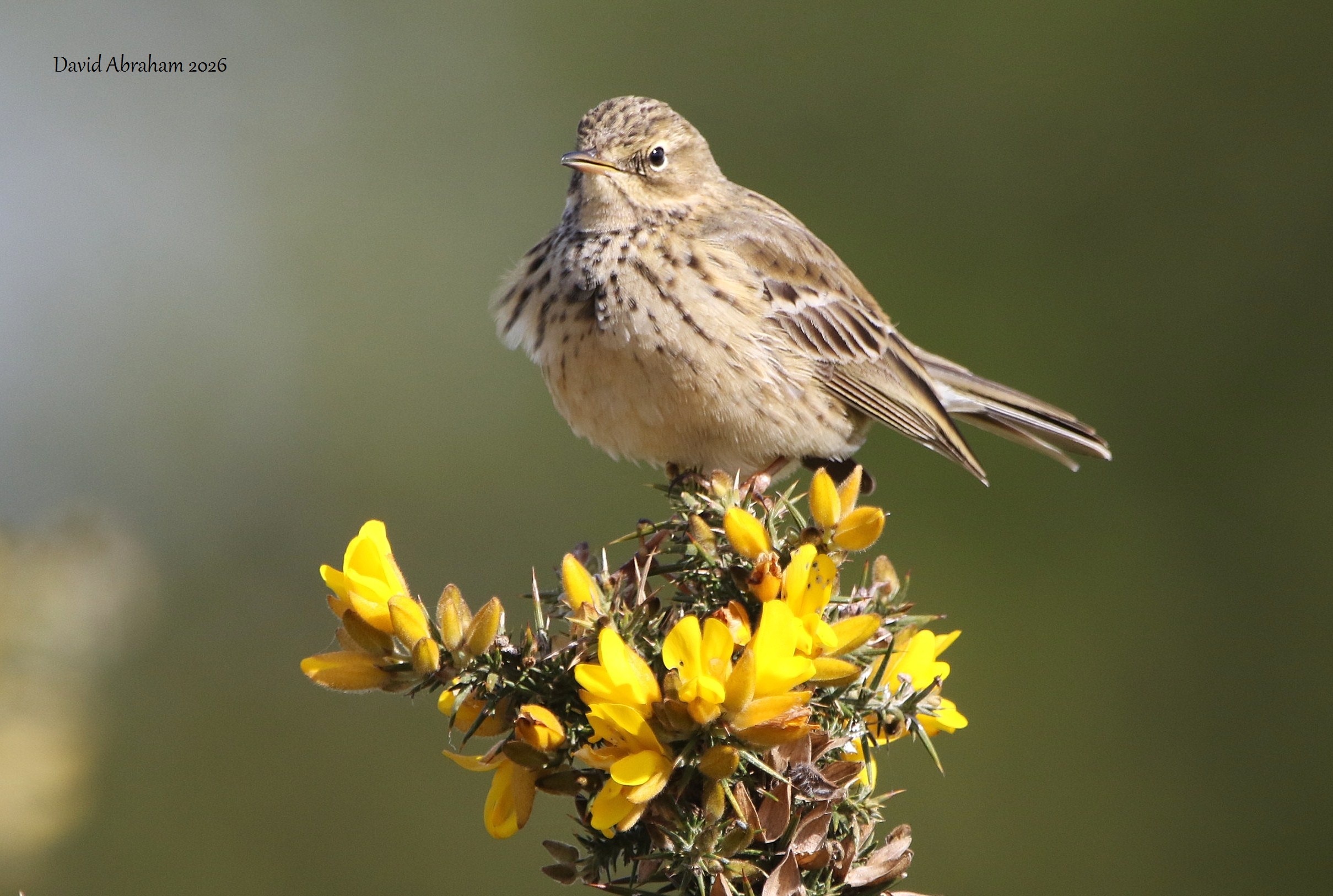 Meadow Pipit 