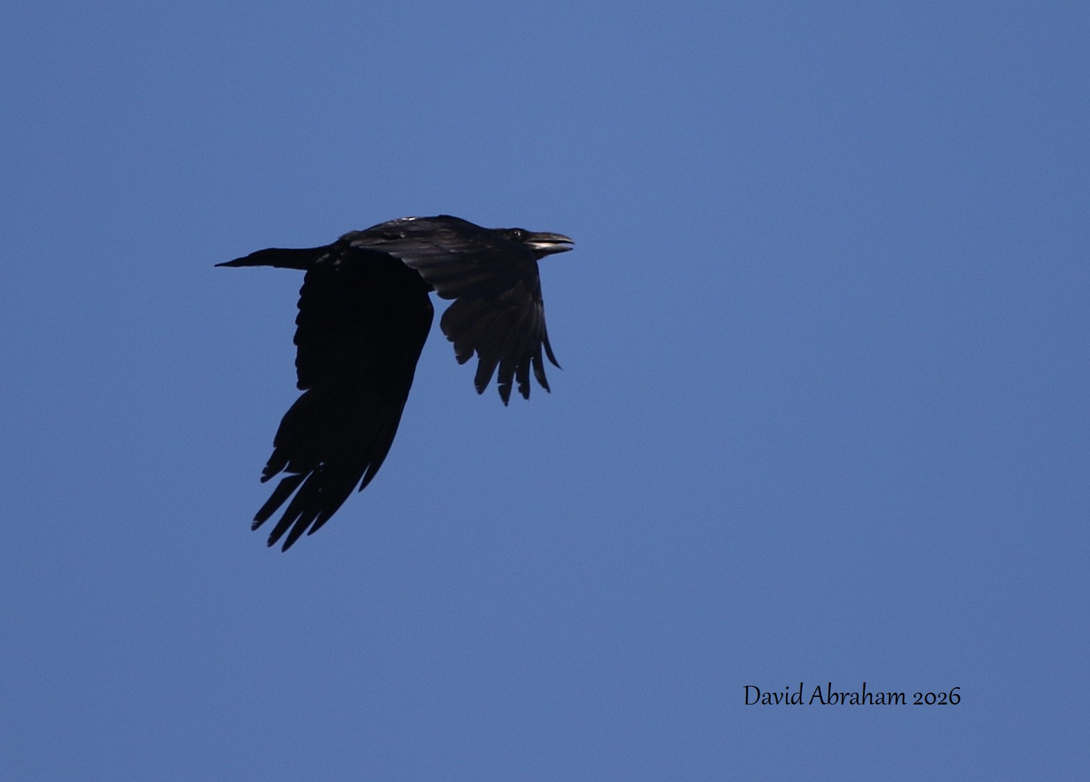 Raven 