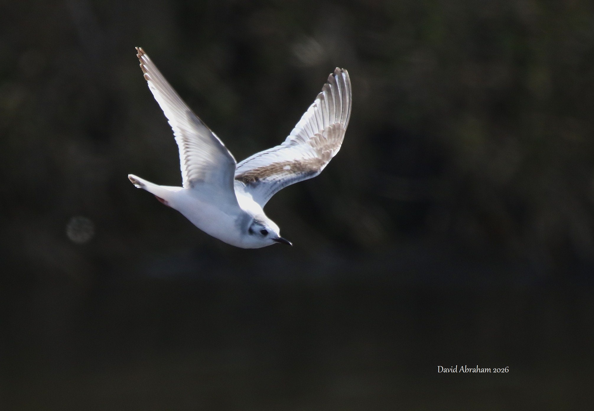 Little Gull