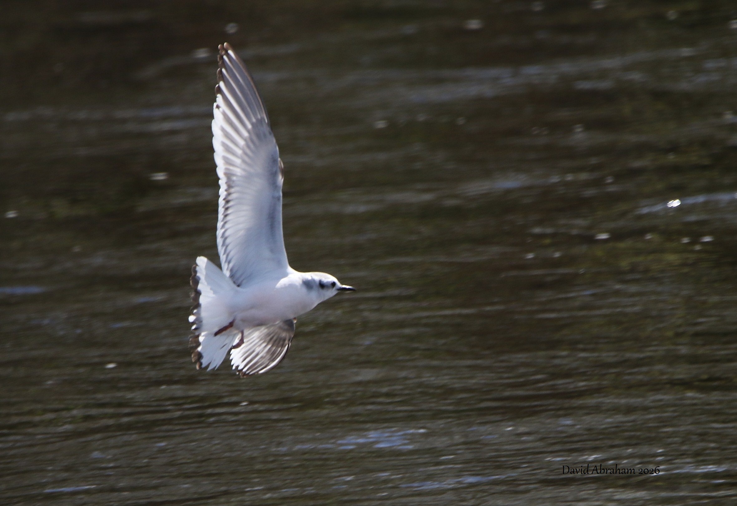 Little Gull 