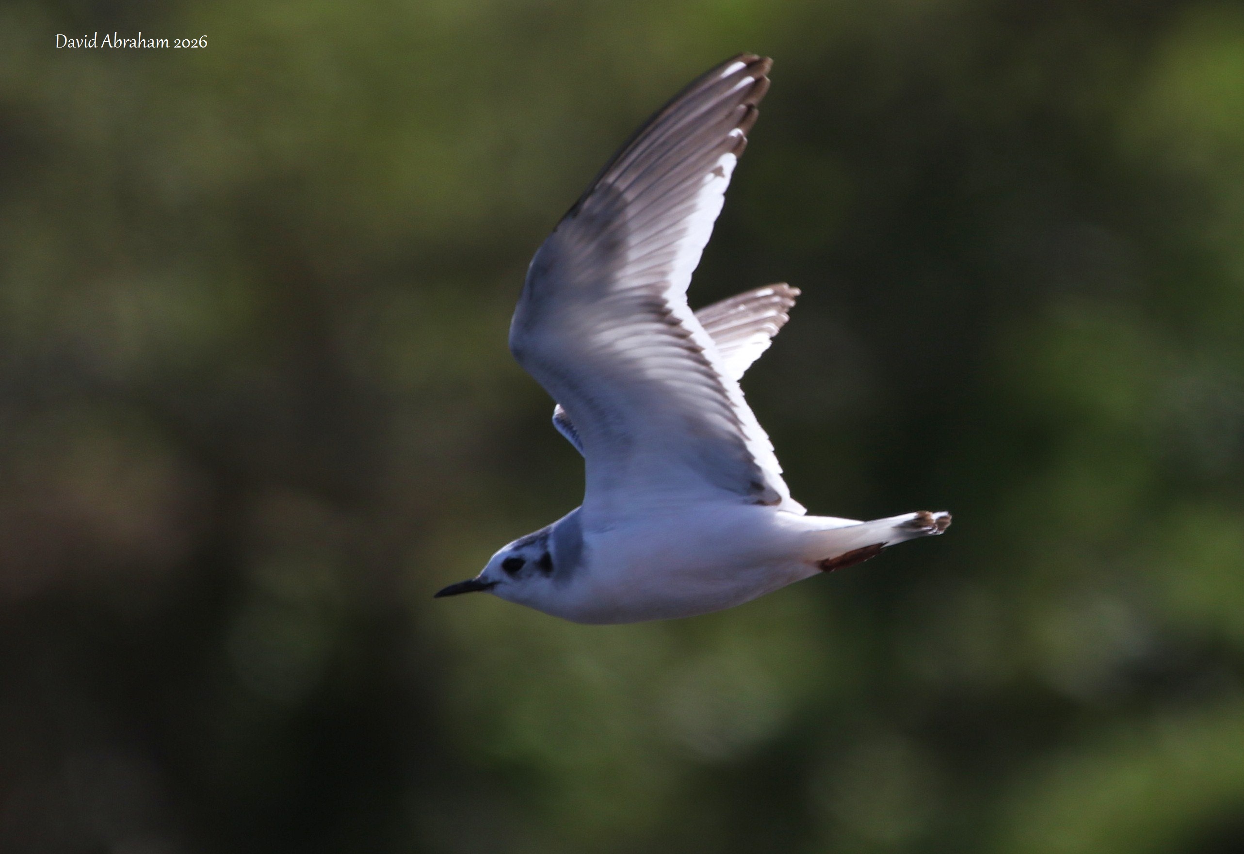 Little Gull 