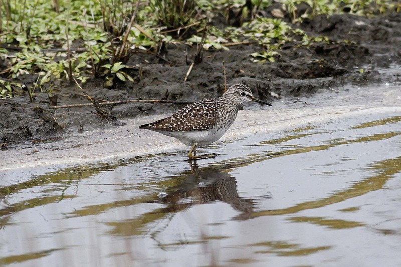 Wood Sandpiper