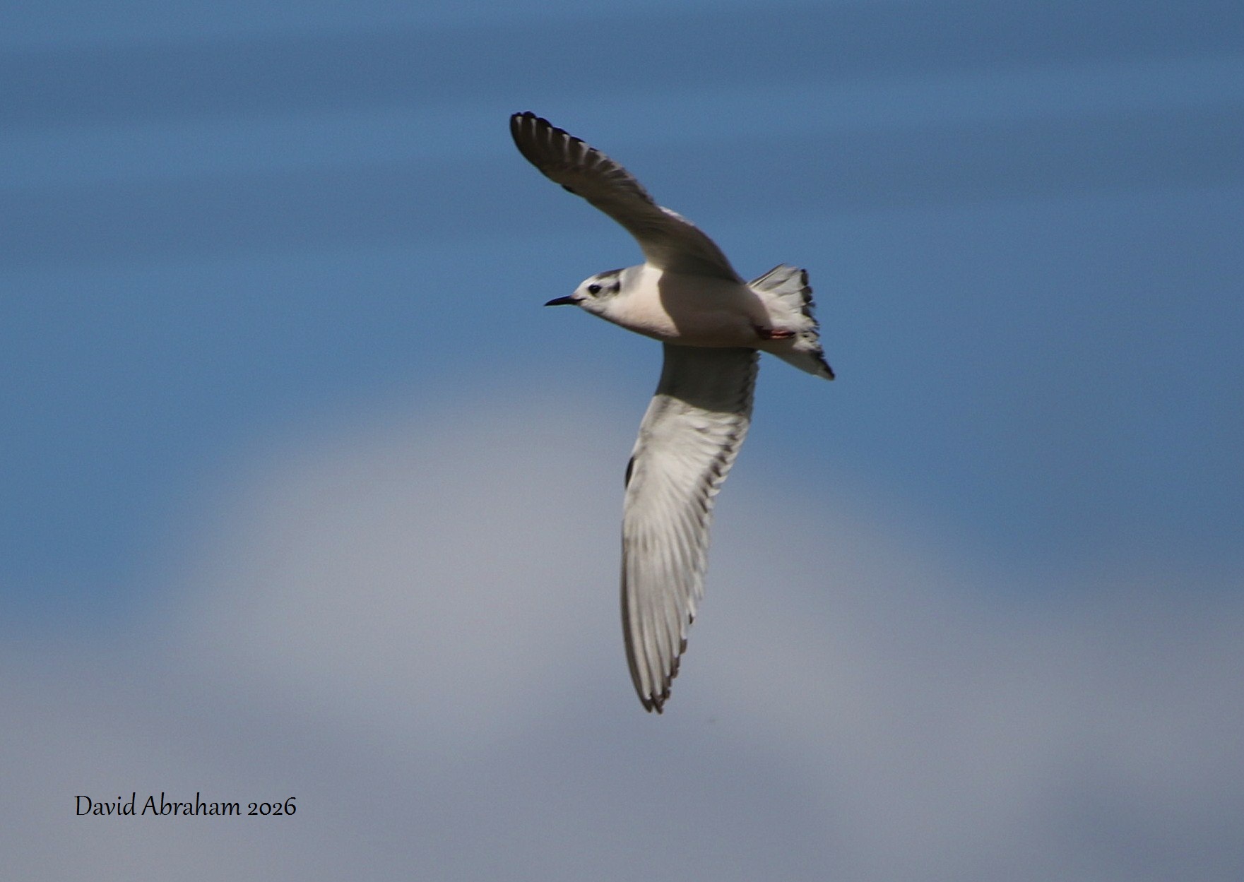 Little Gull 