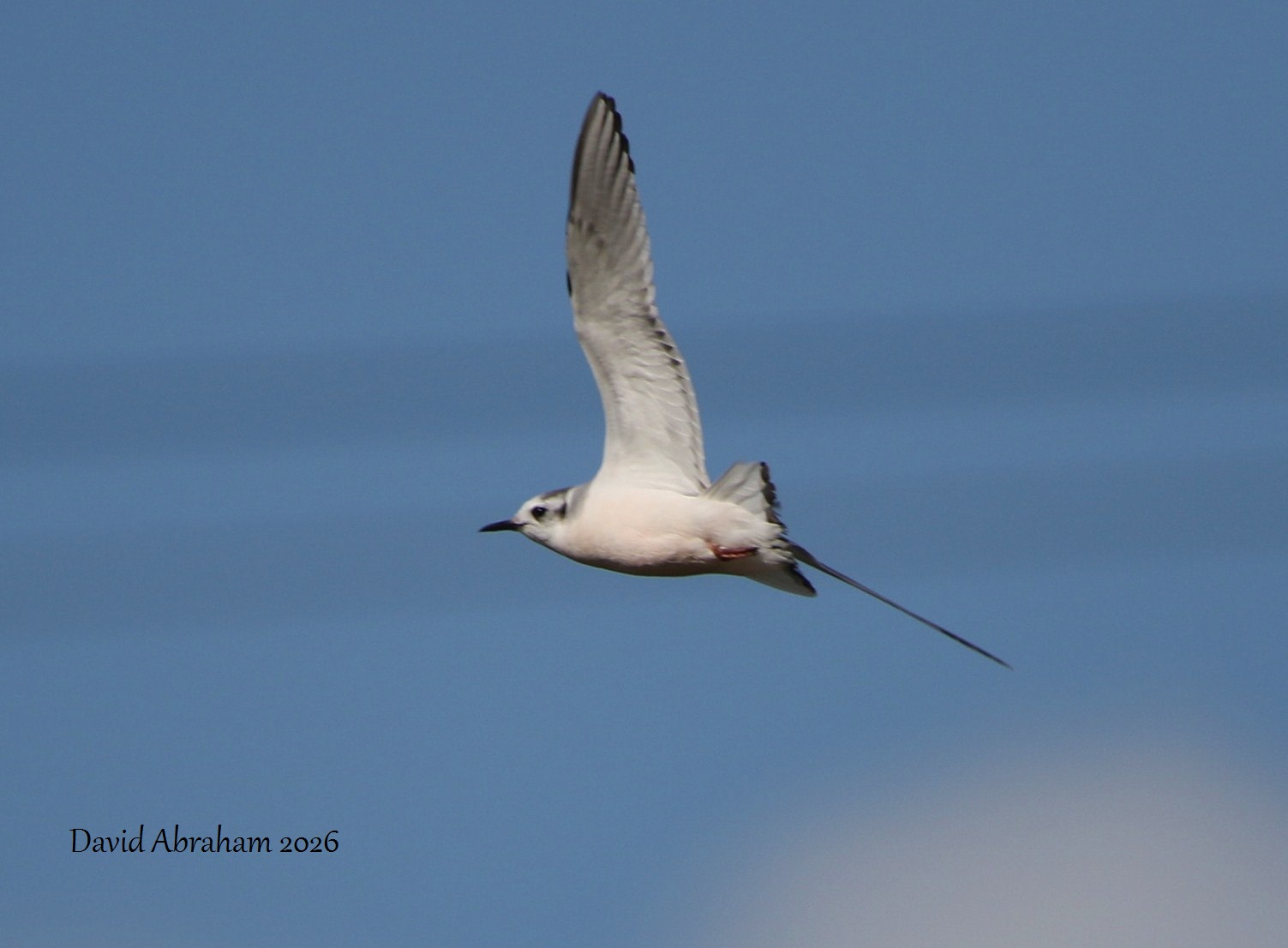 Little Gull 