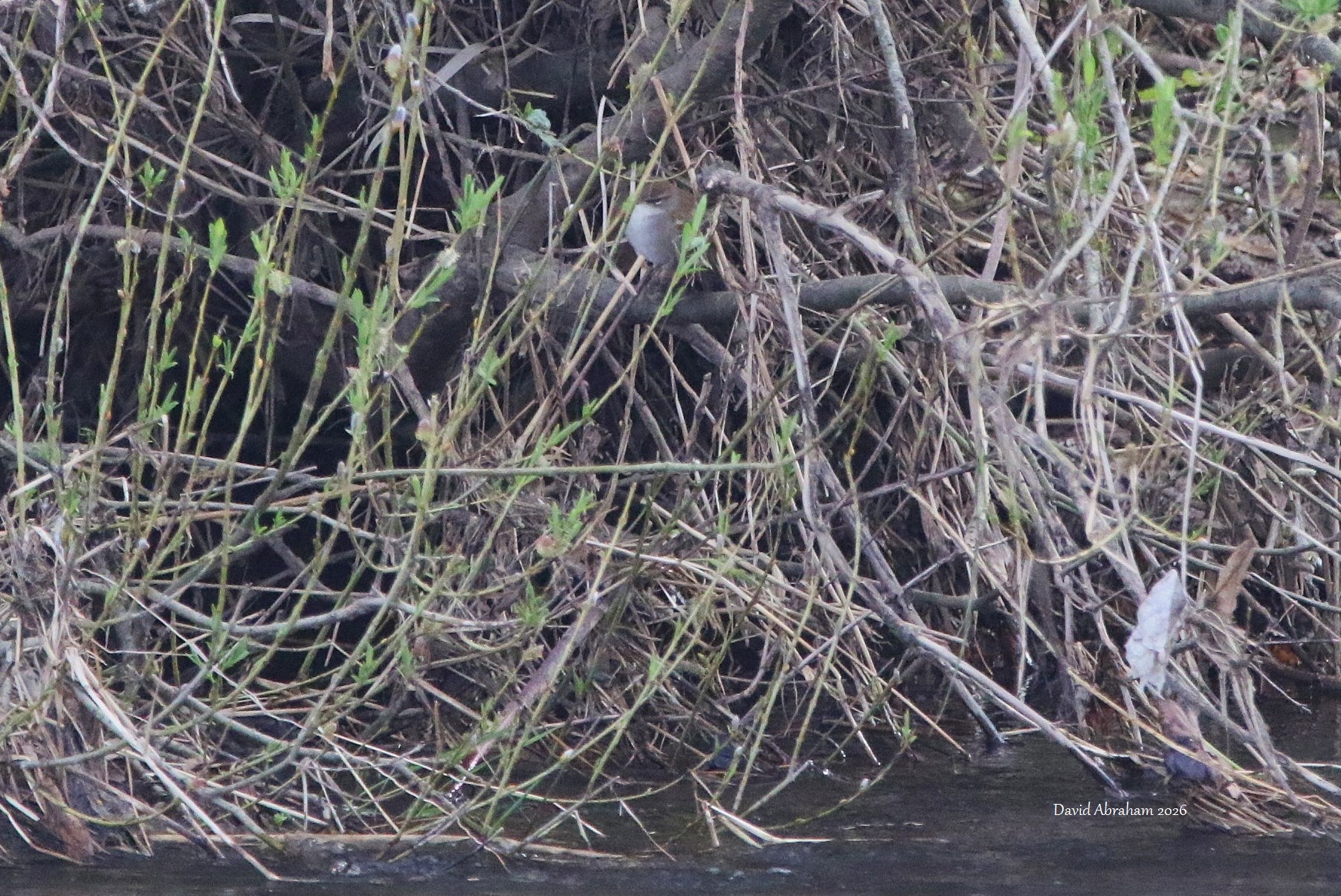 Cetti's Warbler 