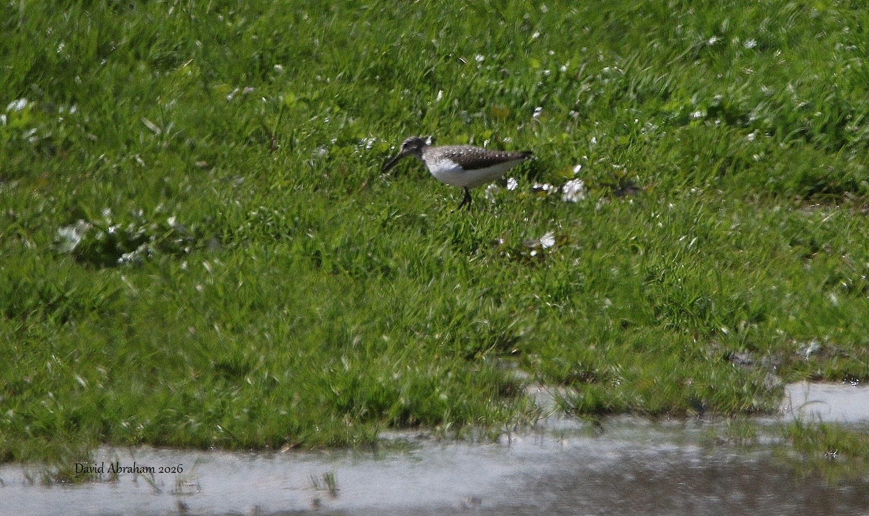 Green Sandpiper
