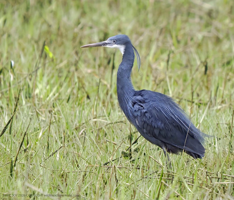 Western Reef Heron