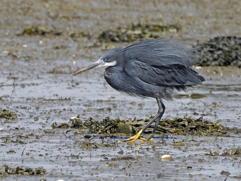 Western Reef Heron