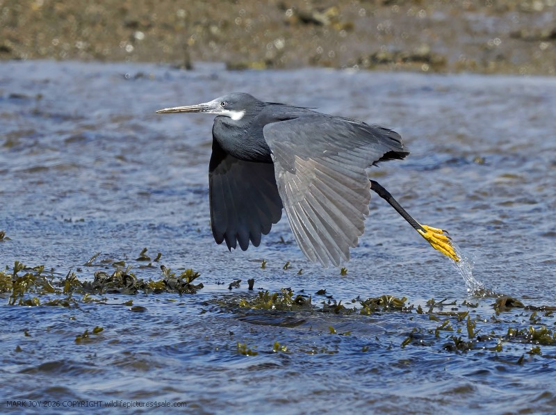 Western Reef Heron
