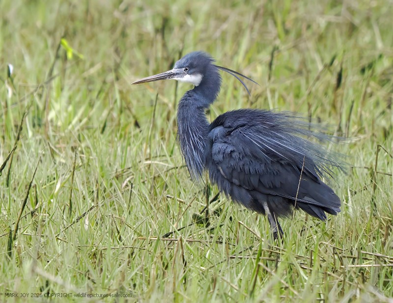 Western Reef Heron