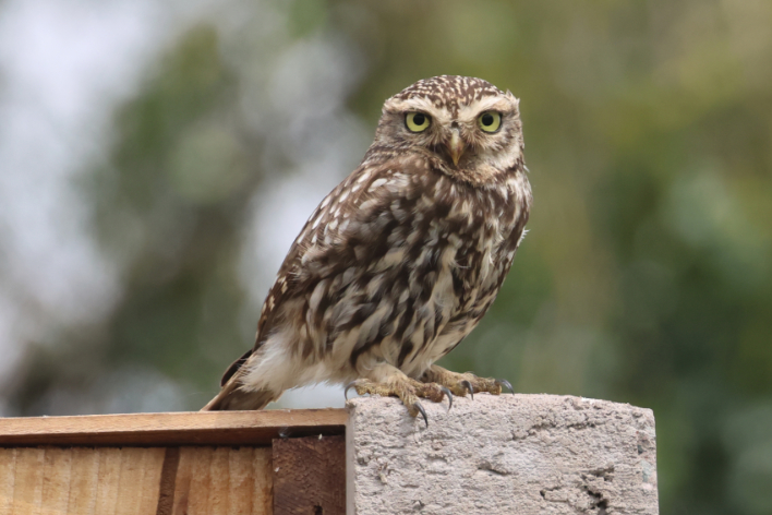 Little Owl