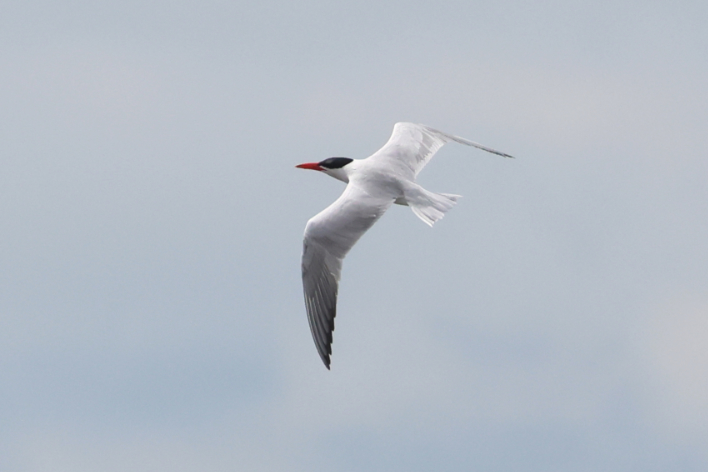 Caspian Tern