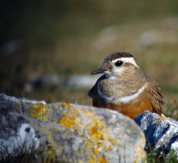 Dotterel