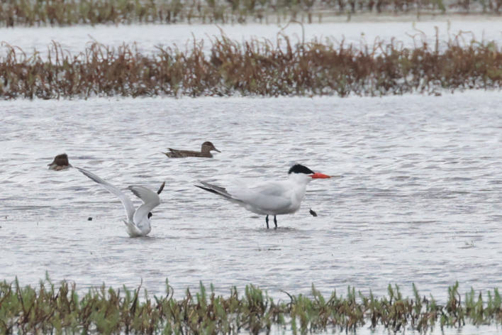 Caspian Tern