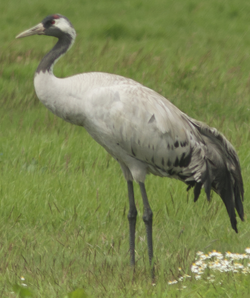 Common Crane