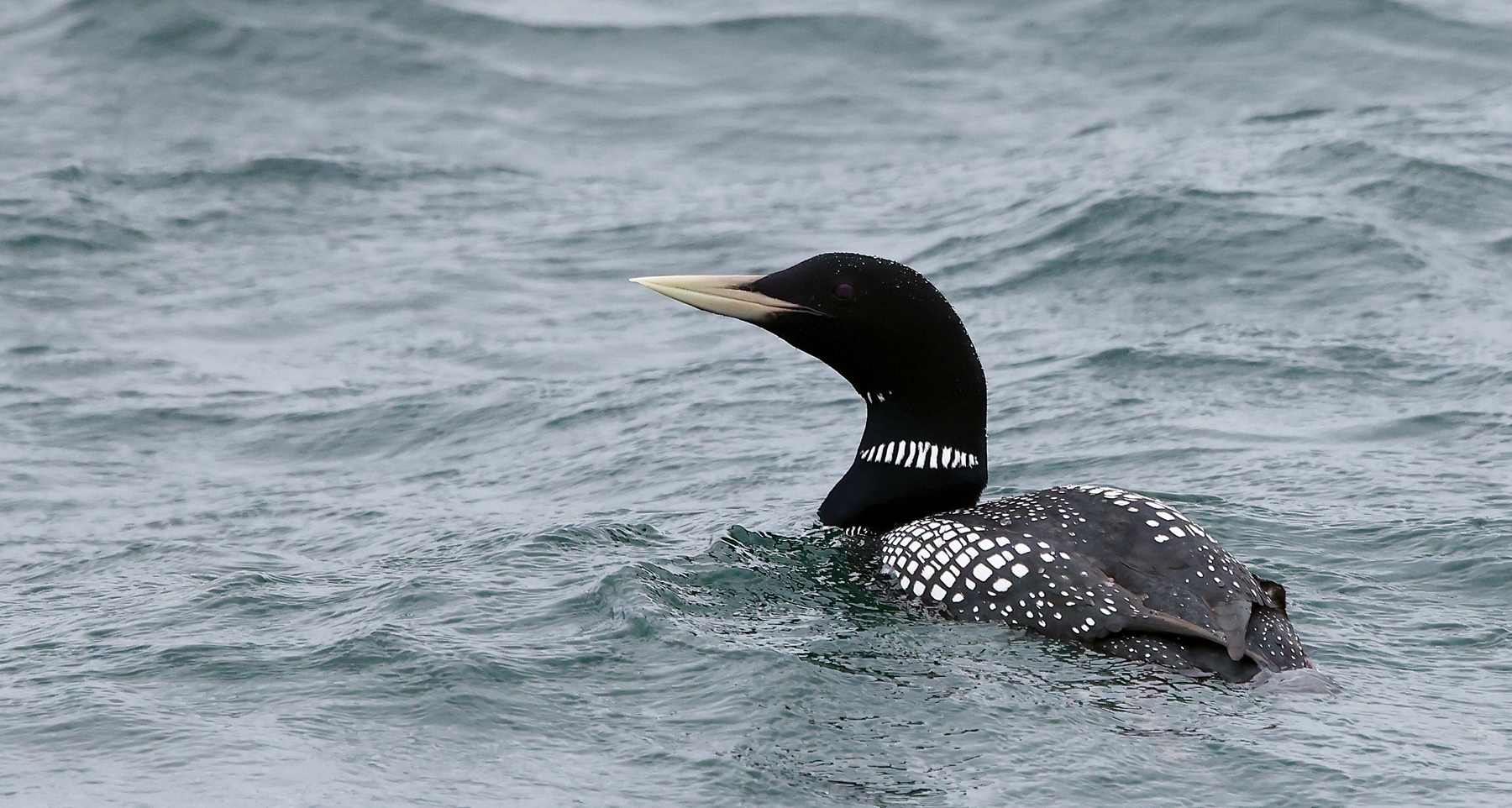 White-billed Diver