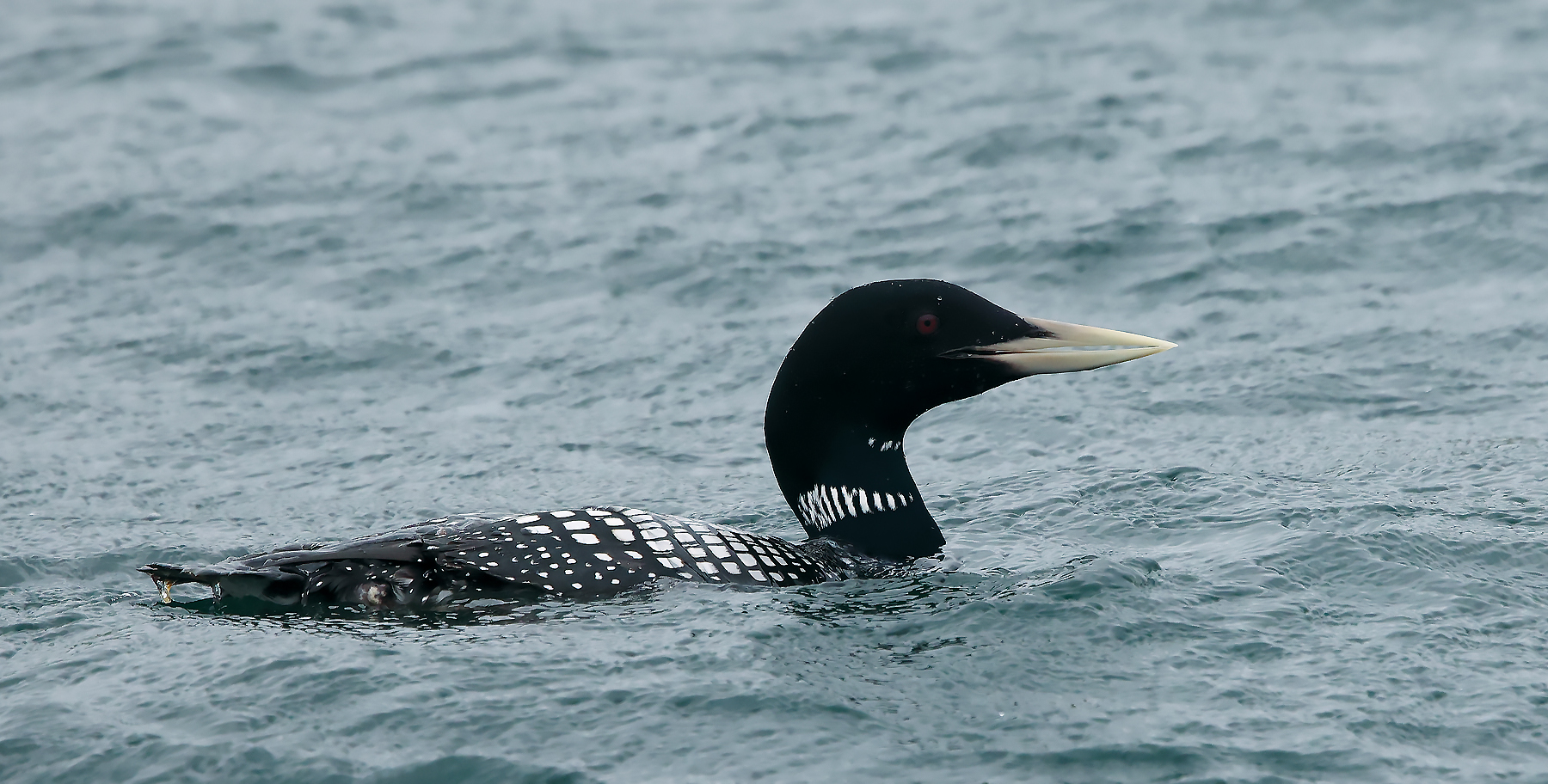 White-billed Diver