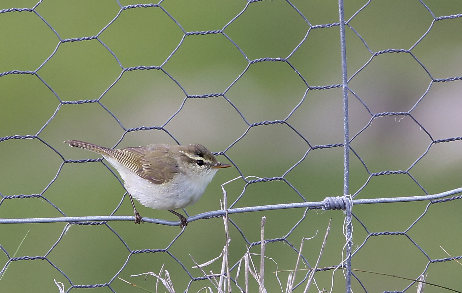Greenish Warbler