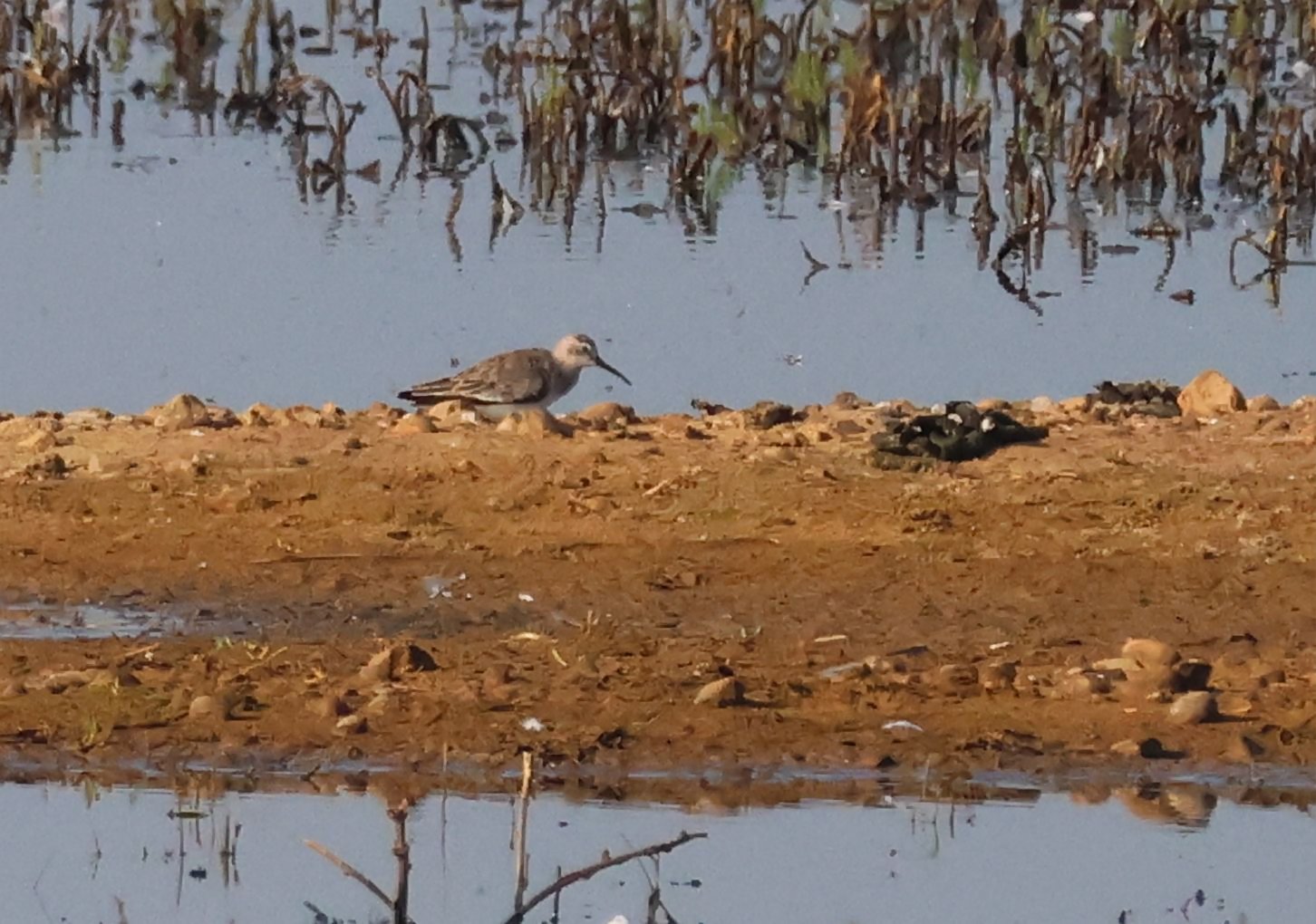 Curlew Sandpiper