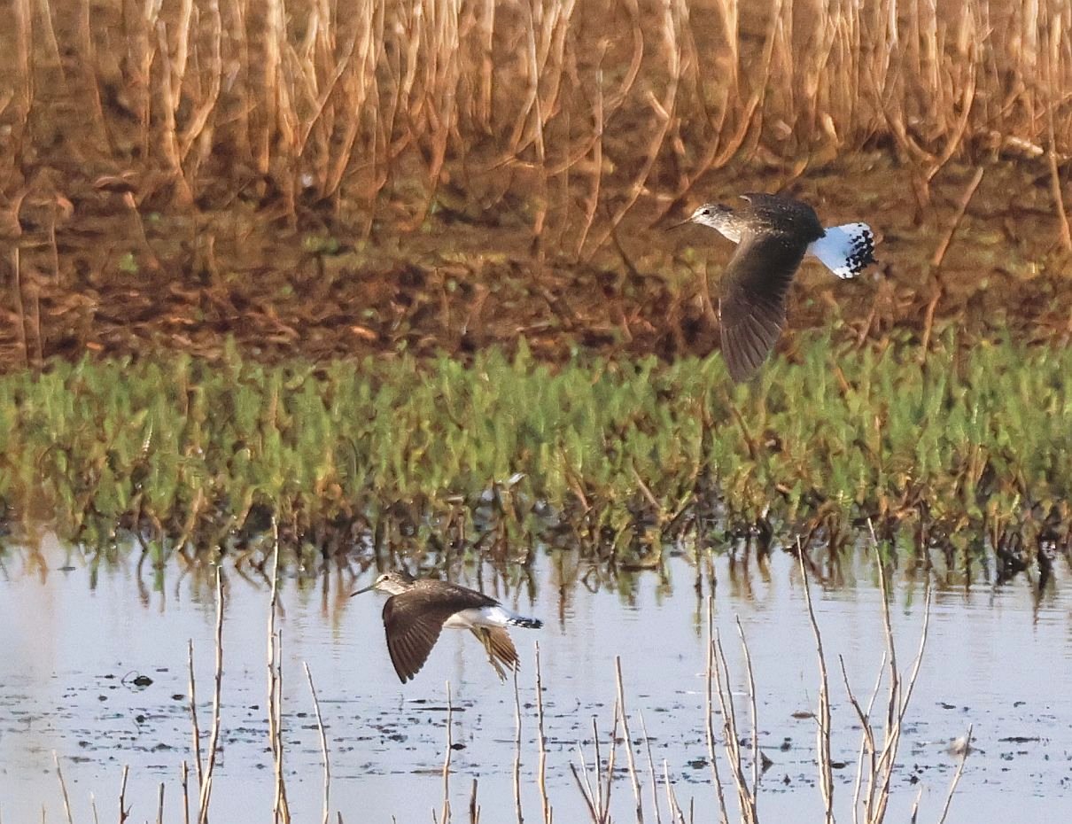 Green Sandpiper