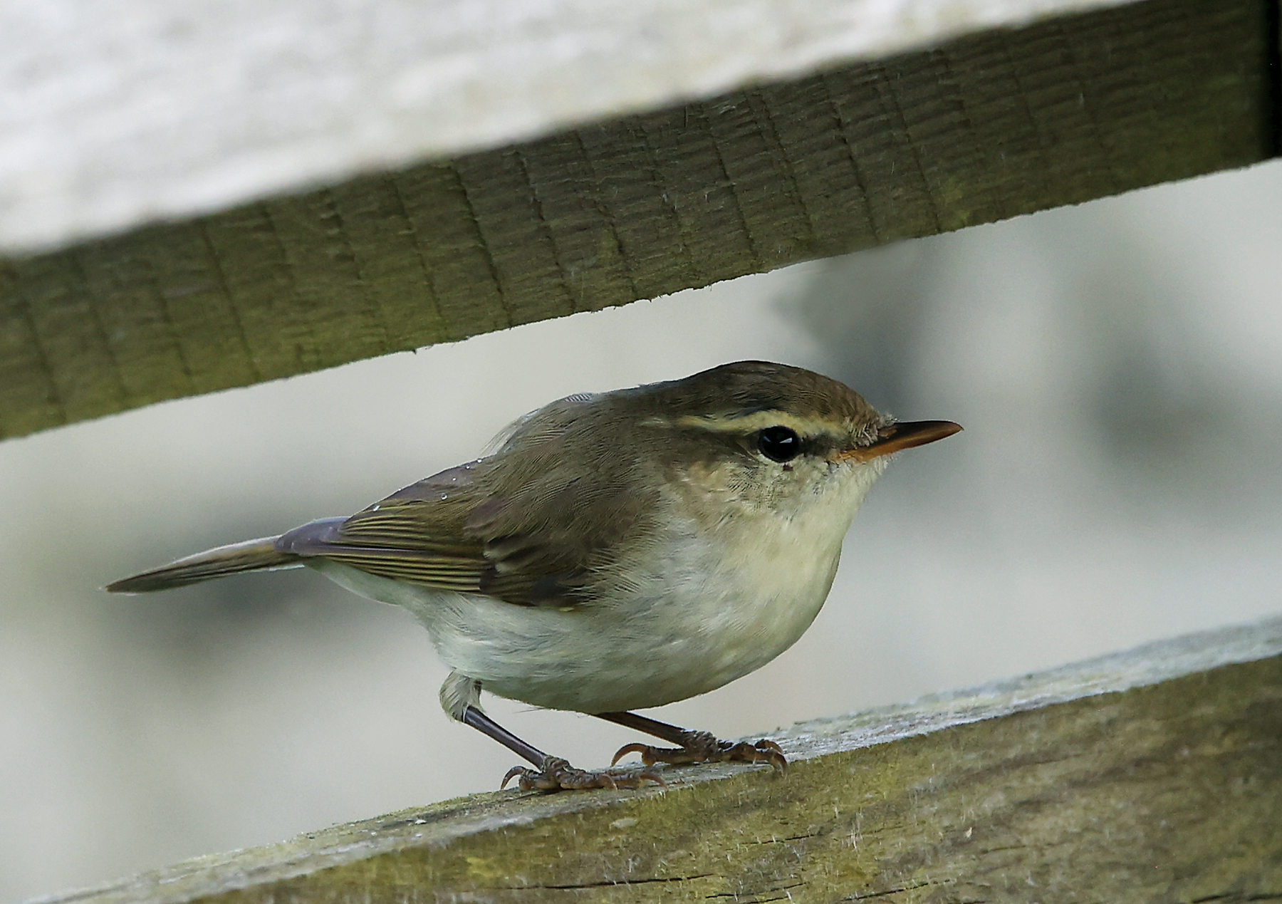 Greenish Warbler