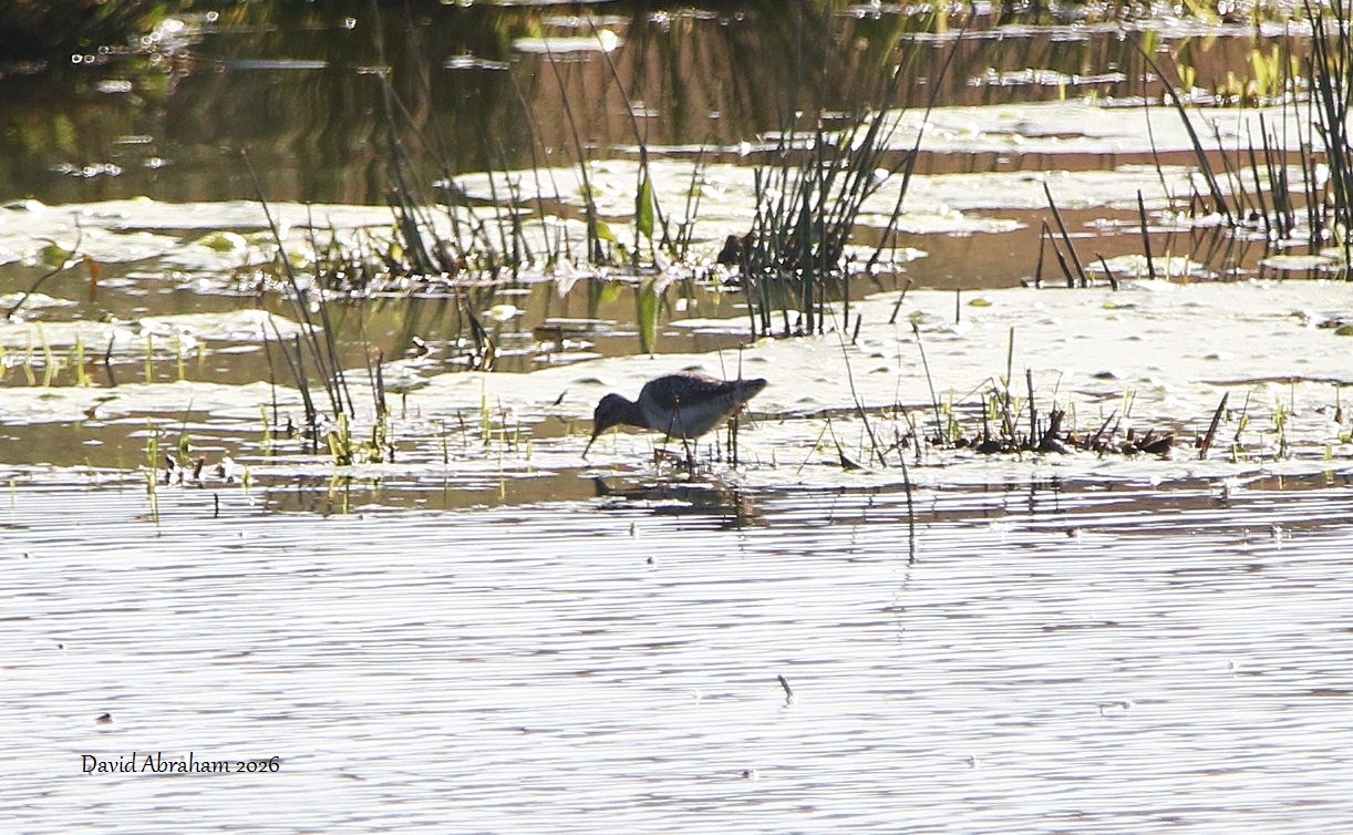 Wood Sandpiper 