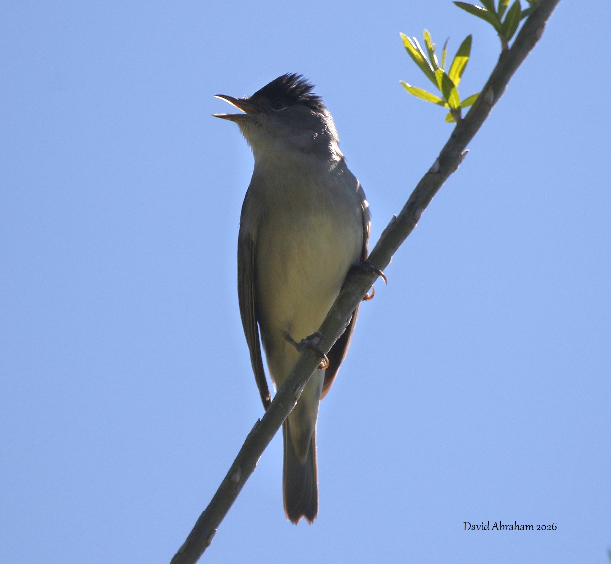 Blackcap 