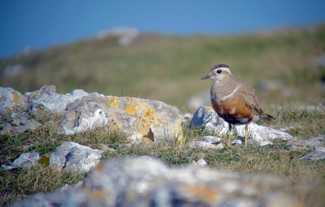 Dotterel