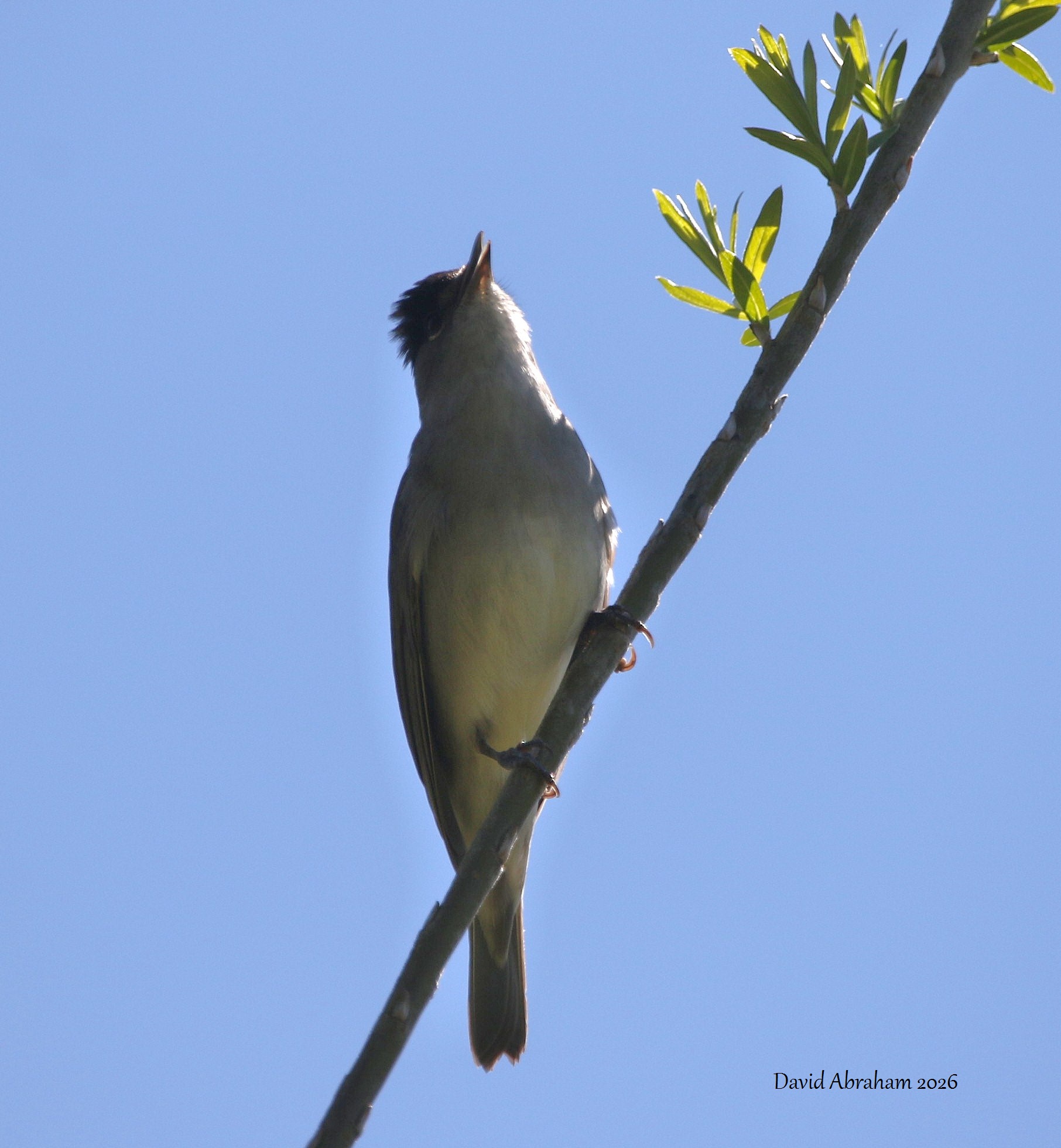 Blackcap 