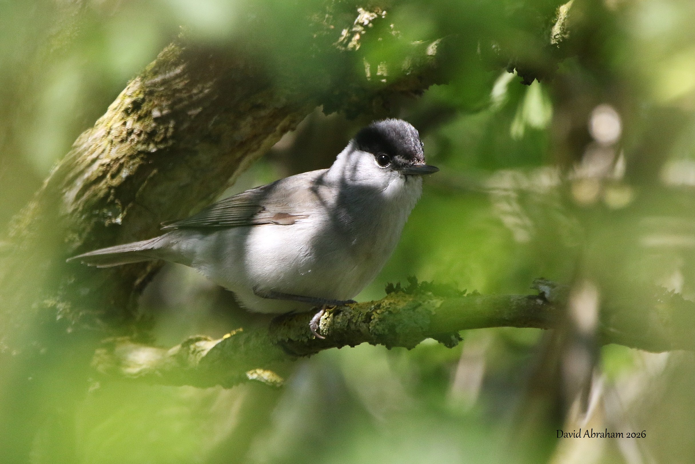 Blackcap 