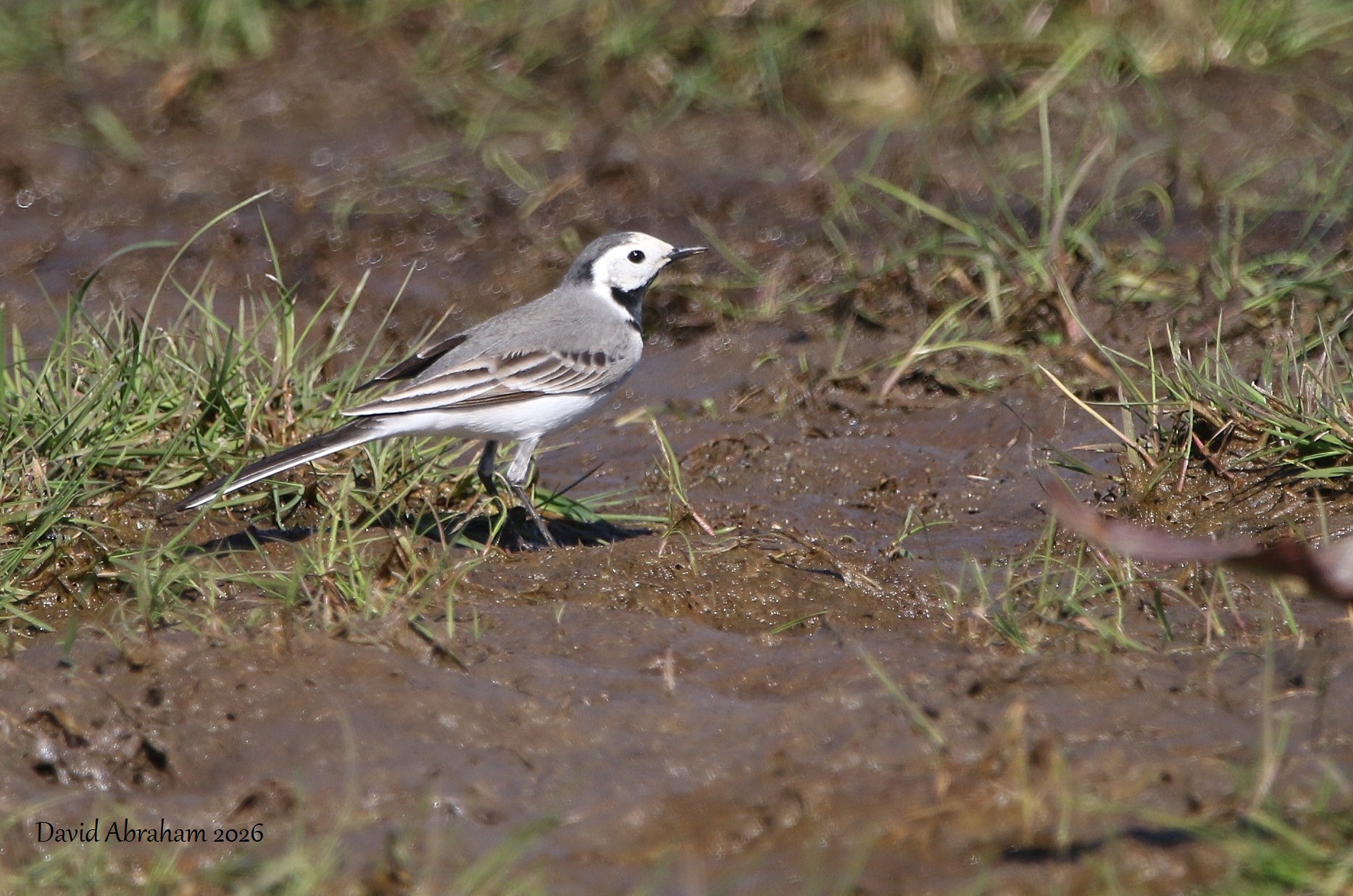 White Wagtail