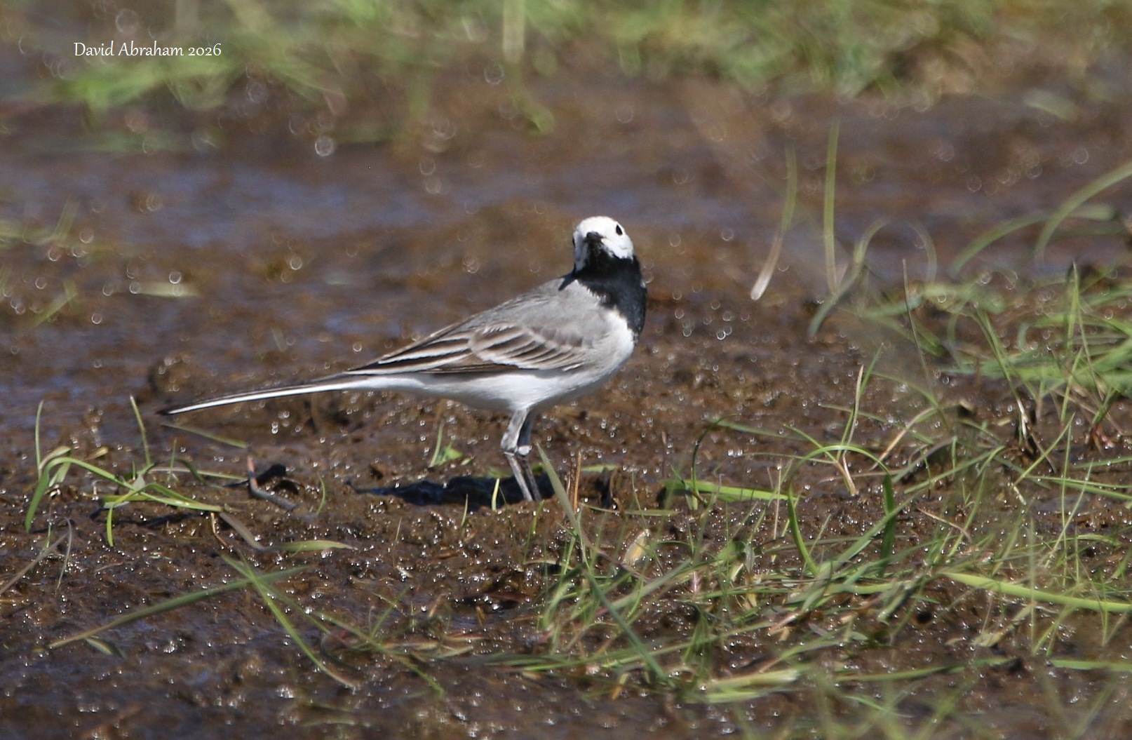 White Wagtail 